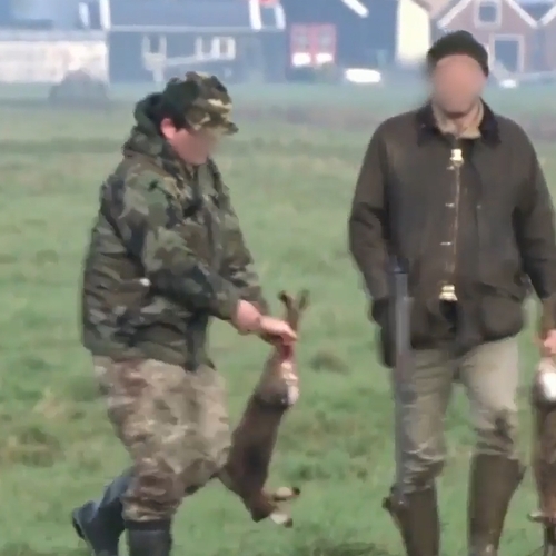 Schokkend: dierenbeulen mishandelen aangeschoten haas