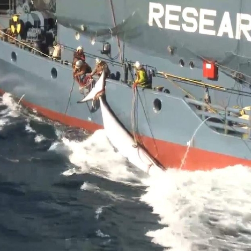 Afbeelding van Japan slacht honderden walvissen af, Noorwegen verhoogt jachtquotum