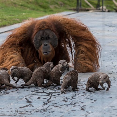Otters en orang-oetans sluiten vriendschap in Belgische dierentuin