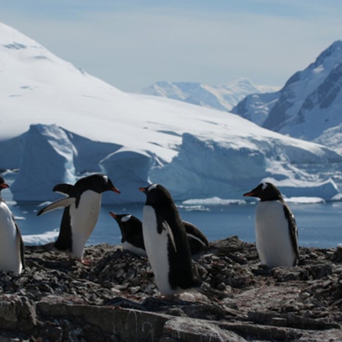Temperatuur in Antarctica stijgt voor het eerst boven de 20 graden