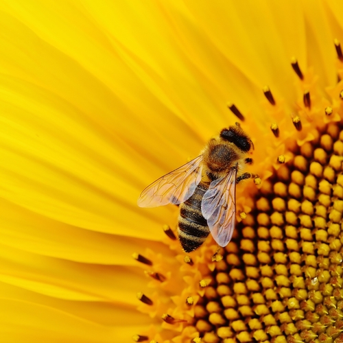 Afbeelding van Nederland blijft maatregelen tegen bijensterfte traineren