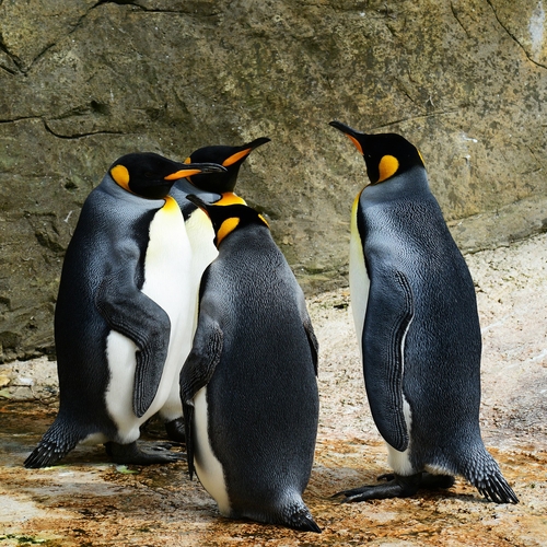 Influencer maakt excuses na selfie met seksende pinguïns
