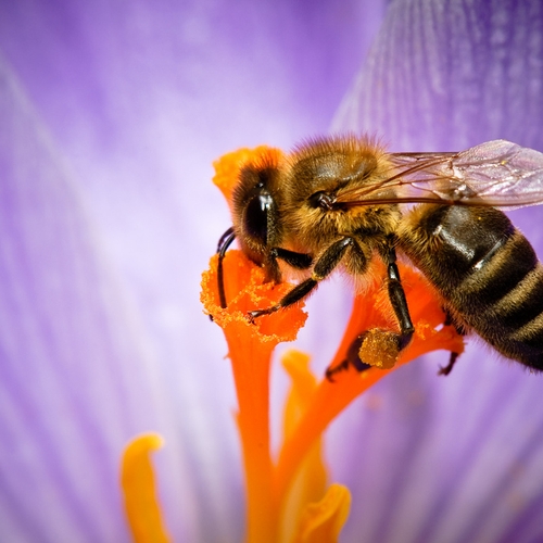 Afbeelding van Bijenlobby frustreert redding van de honingbij