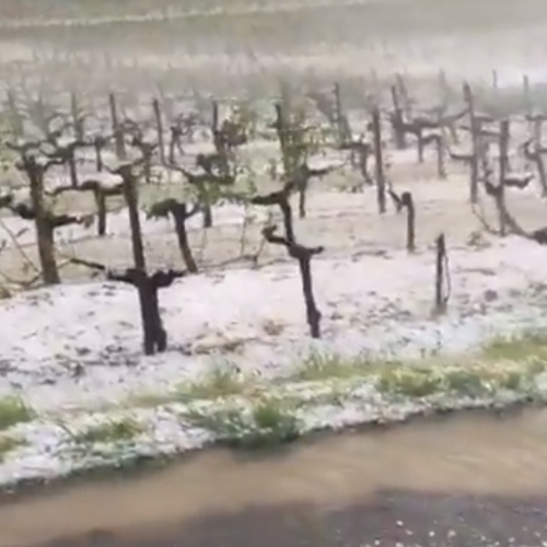 Afbeelding van Hagelbuien verwoesten wijnoogst Bordeaux