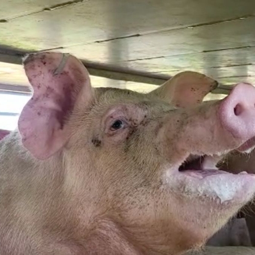 Slachterij Vion laat varkens opnieuw in kokend hete vrachtwagens creperen
