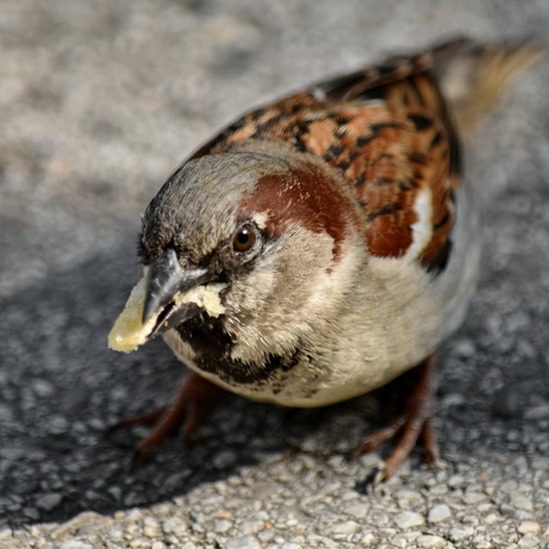 Junkfood heeft slechte invloed op darmen van stadsvogels