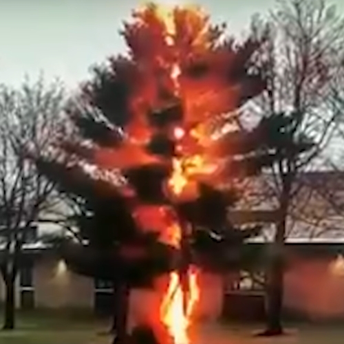 Bliksem maakt boom pal naast middelbare school met de grond gelijk