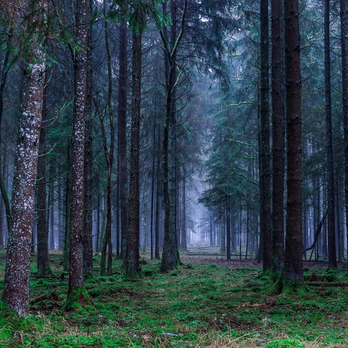Duitse bossen hebben zwaar te lijden onder droogte en insectenplagen