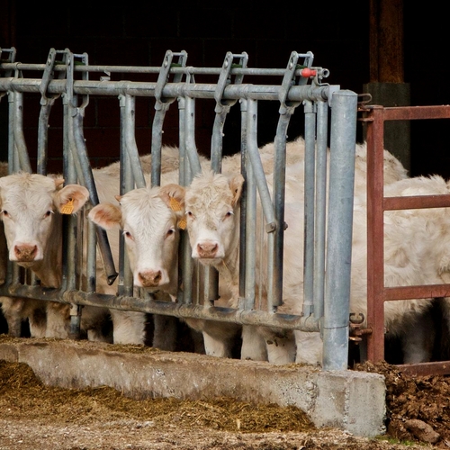 Amerikaanse kookgigant Epicurious stopt met rundvleesrecepten wegens klimaatcrisis