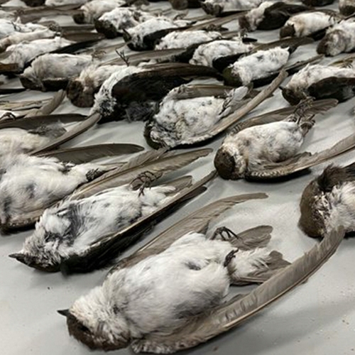 Massale vogelsterfte in zuidwesten VS veroorzaakt door honger