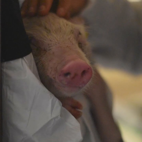 Aangifte tegen varkenshouder in Boxtel (video)