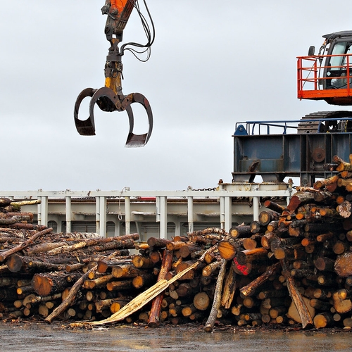 Ondanks verkiezingsbeloften is Nederland nog steeds koploper bossen verbranden, onder de noemer biomassa