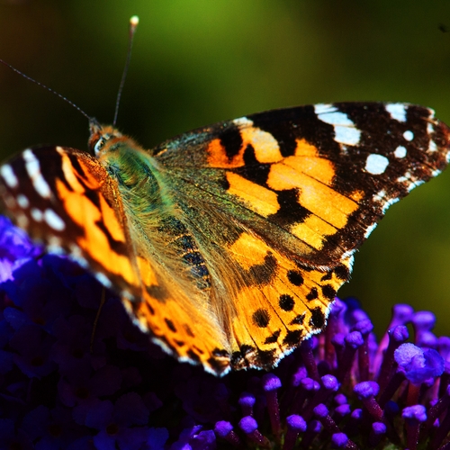 Afbeelding van 84 procent Nederlandse vlinderpopulatie verdwenen