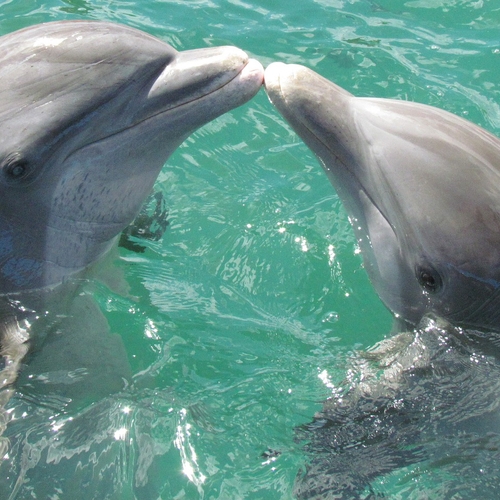 ‘Laat dolfijnen Dolfinarium niet naar China vertrekken’