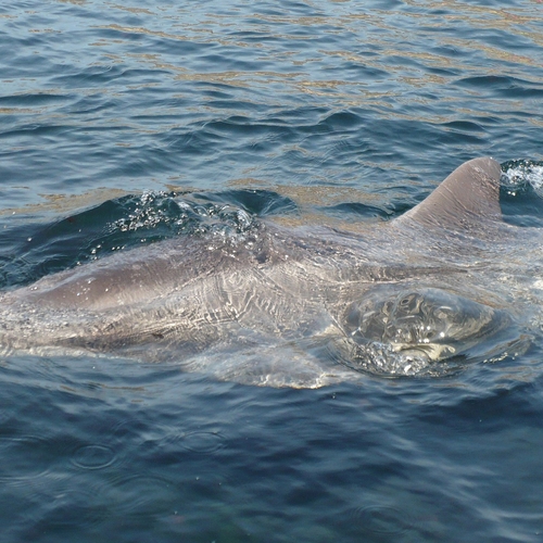 Dodelijke huidziekte bij dolfijnen door klimaatcrisis