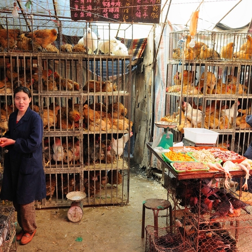 Zorgen over nieuwe vogelgriep-variant in China die gevaarlijker is voor mensen