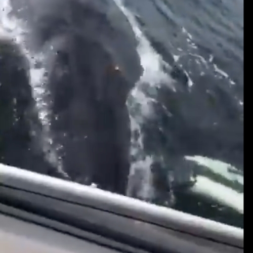 Vrouw belt politie om walvissen onder boot