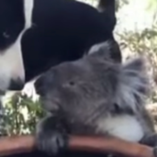 Afbeelding van Hond en koala drinken uit zelfde drinkbak