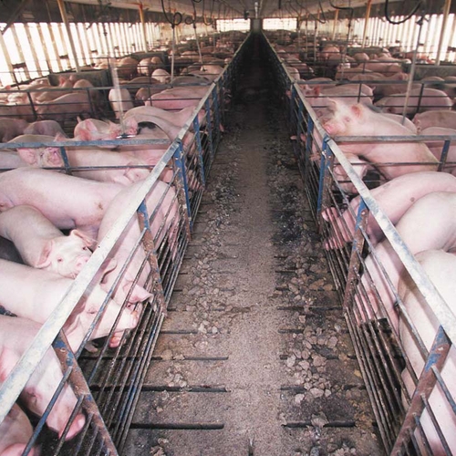 Dierenorganisaties: verbied gebruik CO2 bij varkensslacht