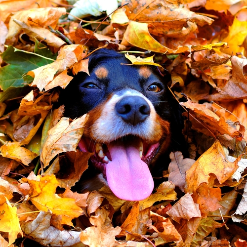 Honden en de herfst: een liefdesverhaal