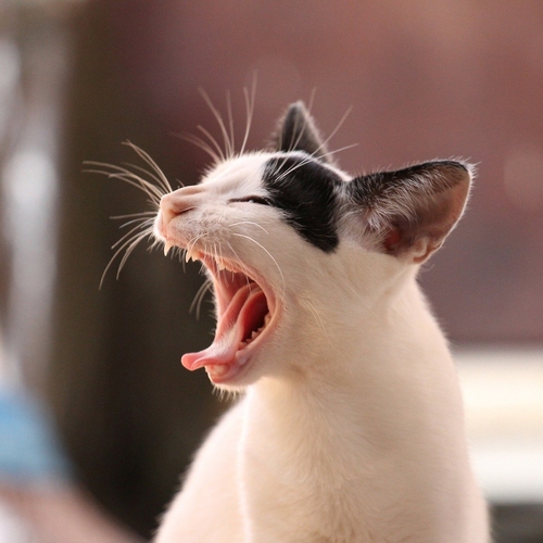 Meer stress bij katten door lockdown: ‘routine verstoord’