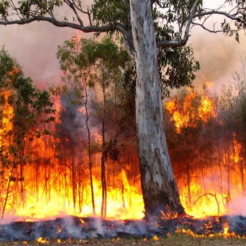 Australië roept 3000 reservisten op mee te strijden tegen bosbranden
