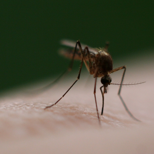 Afbeelding van Virussen veranderen lichaamsgeur van besmette personen om zo muggen te lokken