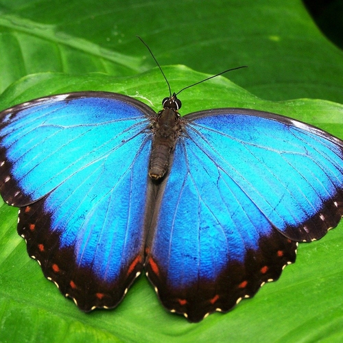 Afbeelding van Yuval Noah Harari en zijn blinde vlek voor de vlinder