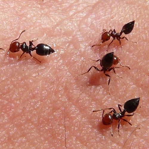 Deze mierensoort rukt door klimaatverandering op in Nederlandse steden, kolonies kunnen 20 jaar worden