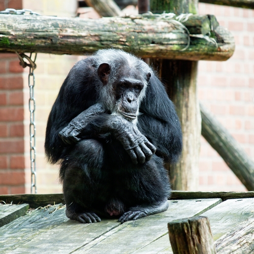 Afbeelding van Twee chimpansees in Dierenpark Amersfoort doodgeschoten na verlaten verblijf