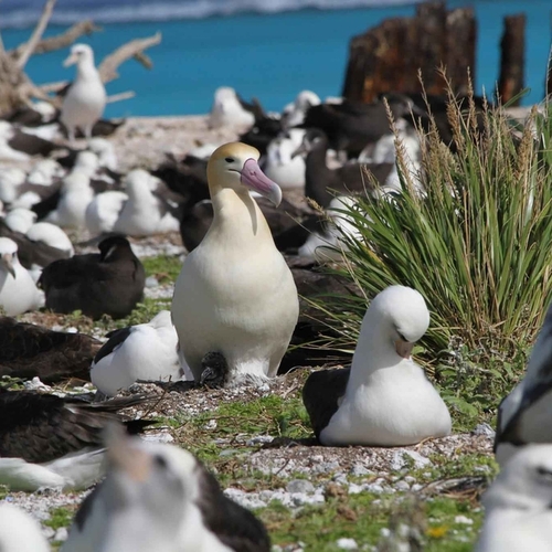 Afbeelding van Albatrossen vaker uit elkaar door klimaatcrisis