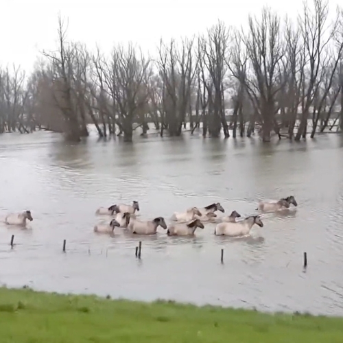 Wilde paarden zwemmen naar droog gebied in Gelderland