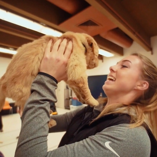 Afbeelding van Universiteit Amsterdam opent puppykamer om te knuffelen tegen examenstress
