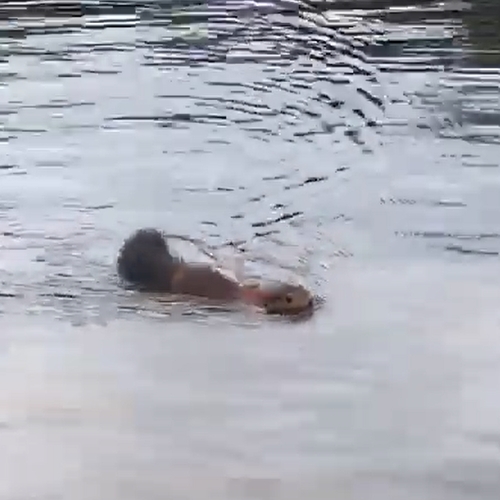 Zwemmende eekhoorn in Paterswoldsemeer