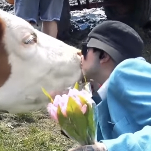 Oostenrijkse overheid waarschuwt: kus geen koeien