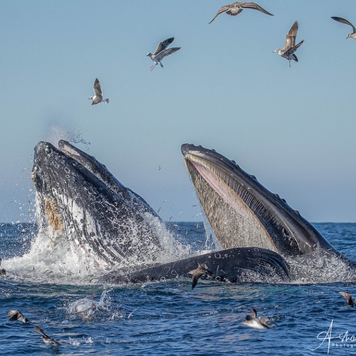 Afbeelding van Beroemdheden roepen Japan op walvissenjacht niet te hervatten