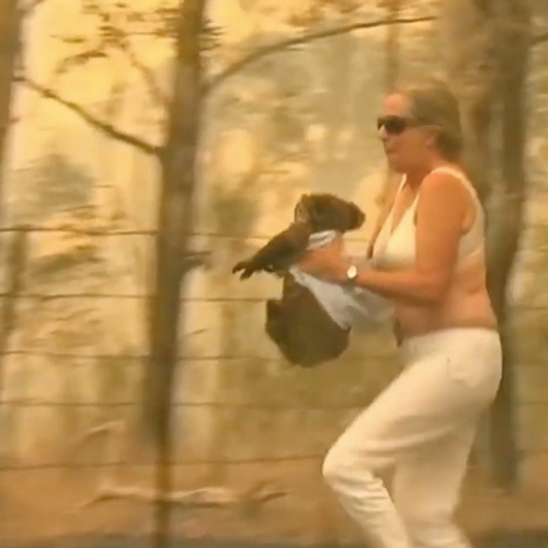 Afbeelding van Vrouw waagt eigen leven om koala te redden uit bosbrand
