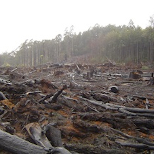 Afbeelding van GroenLinks-plannen tegen ontbossing gaan niet ver genoeg