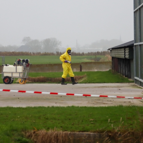 Afbeelding van Zorgen over zeer besmettelijke vogelgriep nemen toe, uitbraak in Friesland