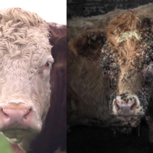 Iers rundvlees: idyllische reclame versus wrede werkelijkheid