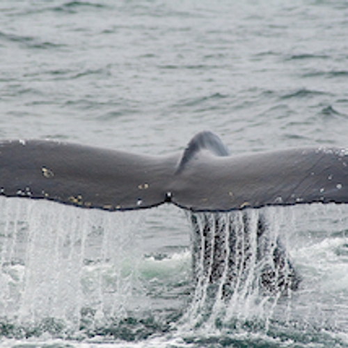 Walvis die opdook in Thames heeft het niet gered