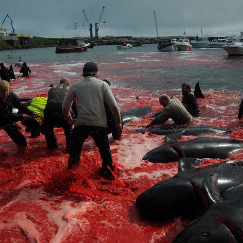 Uitmoorden walvissen ook slecht voor het klimaat