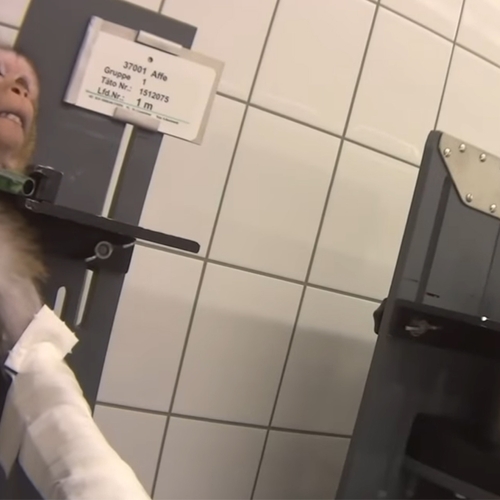 IJzingwekkende beelden van vastgeketende apen in Duits lab