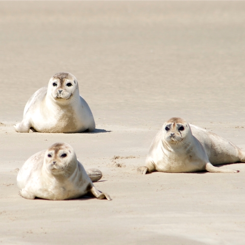 Afbeelding van Weggegooid plastic wordt zeehonden aan Nederlandse kust fataal