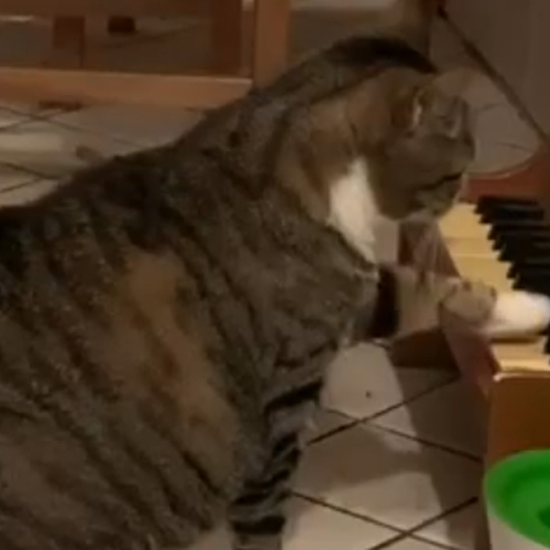 Kat speelt piano om zijn baasje duidelijk te maken dat hij honger heeft