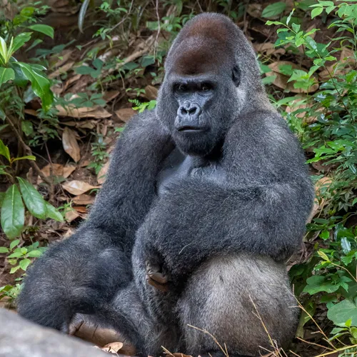 Gevaccineerde verzorger besmet grote groep gorilla's met coronavirus