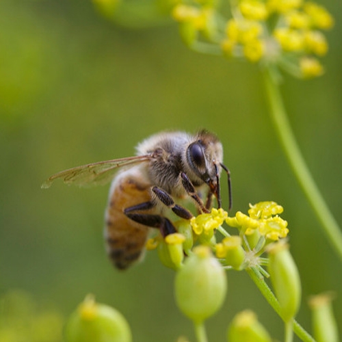 Bijen sterven eerder door gebruik bestrijdingsmiddel Roundup