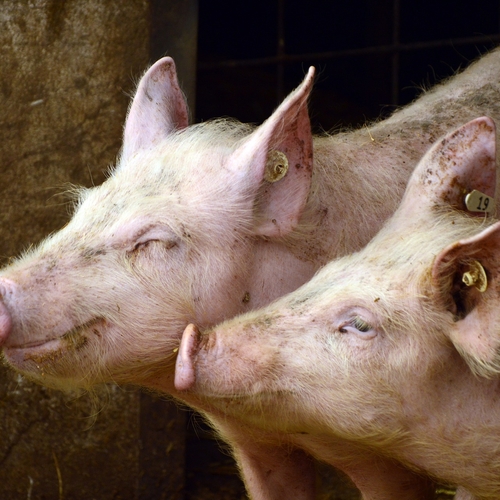 Afbeelding van Dierenactivisten worden verketterd, maar over varkensleed wil niemand praten