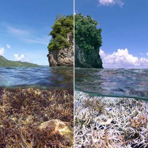 Afbeelding van Het is nu of nooit voor de bedreigde koraalriffen