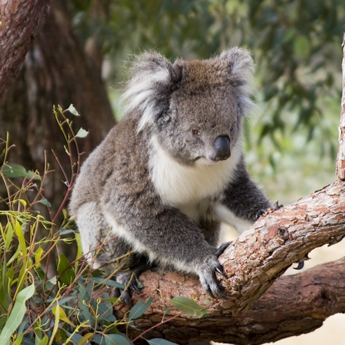 Afbeelding van Tienduizenden koala's slachtoffer geworden van Australische bosbranden